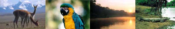 Bolivian wildlife